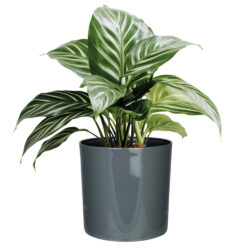 Pflanztopf CYLINDER, d= 15 cm, Grau, Polypropylen